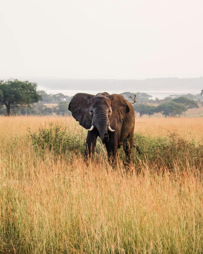 Africa